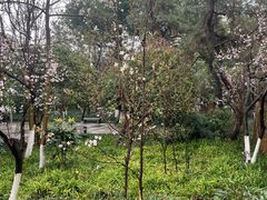 -柳浪闻莺公园