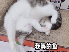 -COLOR PETS 撸猫馆·购猫·猫咖(长风大悦城店)