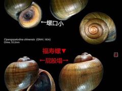 -华仔龙虾(永乐路总店)