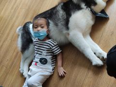 -Husky Go! 哈士奇体验馆·宠物咖啡厅狗咖