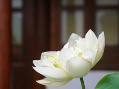 -郭庄茶室