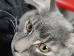 -欣宠猫屋·矮脚拿破仑·蓝金金渐层