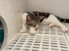 -lincat·猫舍(广州店)