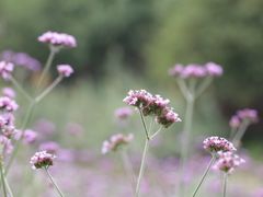 -大塘金香草谷