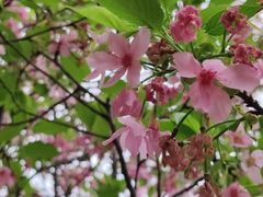 -天适樱花悠乐园