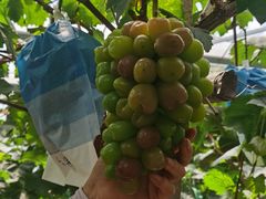 -马陆小张葡萄园农家乐