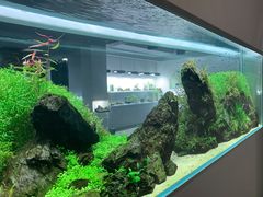 -ADA自然水景世界