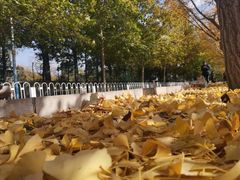 -三里屯东五街银杏大道