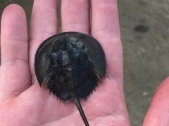 -北海金海湾红树林生态旅游区