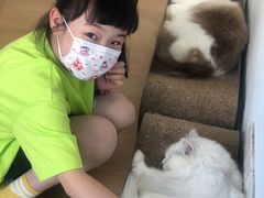-猫在这儿猫咪咖啡馆·撸猫馆
