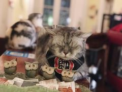 -猫色咖啡·猫咖