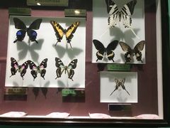 -上海昆虫博物馆