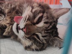 -瑞派福兴宠物医院犬猫全科·骨科·中西医结合(河东店)