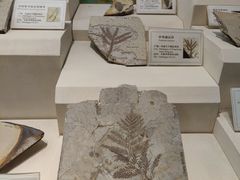-辽宁古生物博物馆