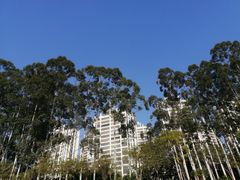 -金花茶公园