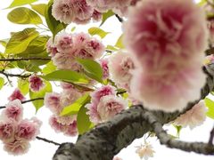-新虹桥中心花园