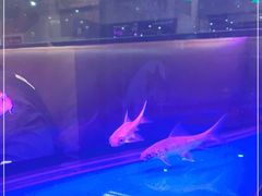 -新辉港式茶餐厅(北栅店)