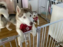 -Husky Go! 哈士奇体验馆·宠物咖啡厅狗咖