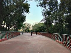 -王借岗森林公园