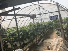 -马陆小张葡萄园农家乐