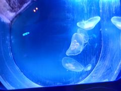 -芜湖新华联大白鲸海洋公园