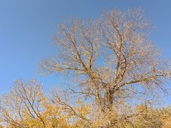 -金塔沙漠胡杨林景区