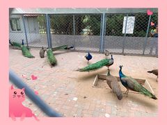 -长白岛森林公园