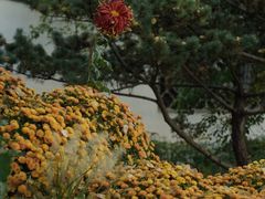 -南京市民俗博物馆(甘熙故居)