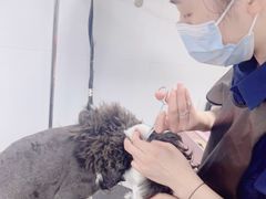 -帕帕拉兹宠物(亚洲旗舰店)