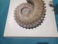 -青岛贝壳博物馆