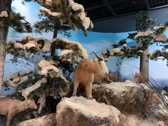 -陕西自然博物馆