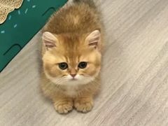 -猫十亿·布偶金渐层·曼基康矮脚猫舍(青年路店)