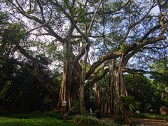 -瑞丽独树成林风景区