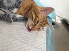 -灵美宠物诊所
