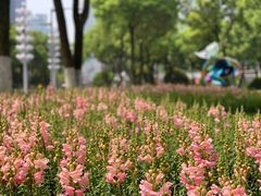 -重庆市江北嘴中央商务区中央公园