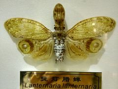 -上海昆虫博物馆