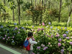 -合肥滨湖国家森林公园