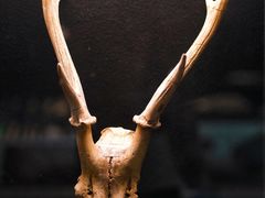 -重庆中国三峡博物馆(重庆博物馆)