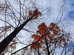 -白水寺森林公园