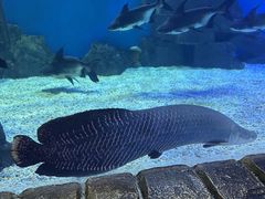 -多彩贵州城极地海洋世界