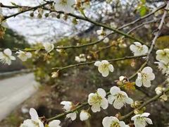 -广州市流溪河国家森林公园