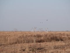 -盐城丹顶鹤湿地生态旅游区