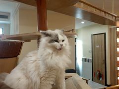 -滚猫咖啡·猫咖·猫友好撸猫(未来城店)