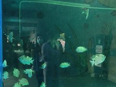 -广东惠东海龟国家级自然保护区