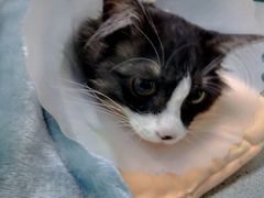 -达爱动物医院·犬猫分区·CT·复杂眼科(远洋山水分院)
