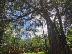 -瑞丽独树成林风景区