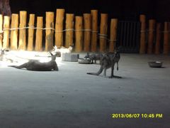 -鄂尔多斯野生动物园