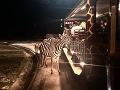 -清迈夜间动物园