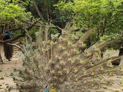 -广州长隆飞鸟乐园