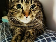 -纳吉亚猫专科动物诊疗中心(蒋宅口分院)